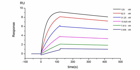 SPR亲和力测定